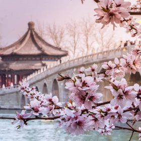 Hành trình “đuổi theo bóng hoa anh đào”